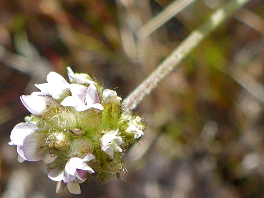 Two-Seeded Milkvetch