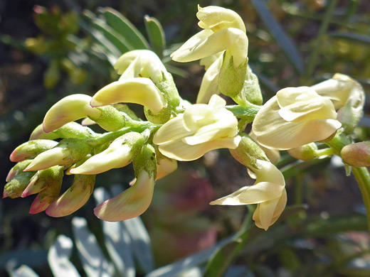 Douglas' Milkvetch; Yellow flowers with green calyces; astragalus douglasii, Antelope Valley Poppy Reserve, California