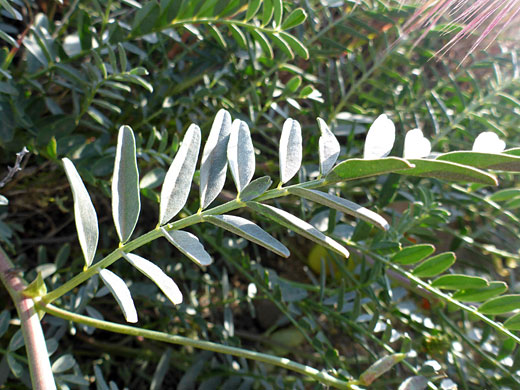 Pinnate leaf