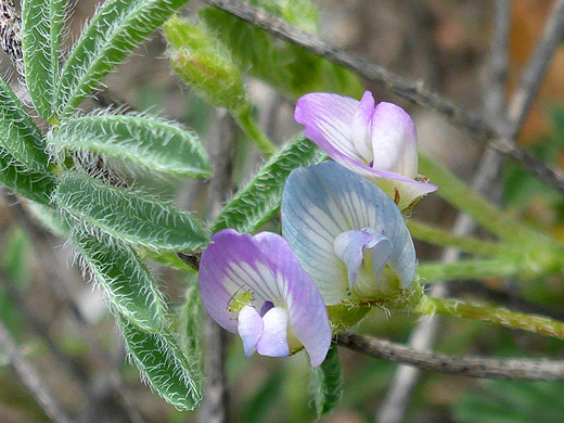Emory's milkvetch; Purple and bluish petals of astragalus emoryanus, along the Ward Spring Trail in Big Bend National Park, Texas