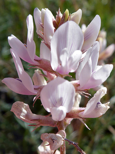 Yellow Milkvetch; Pale pink flowers; inflorescense of astragalus flavus, Eagle Crags Trail, near Zion National Park, Utah