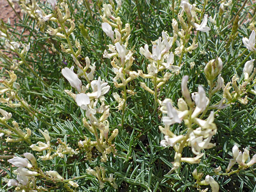 Many stems