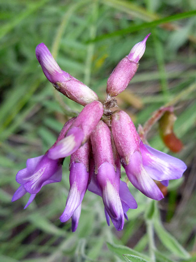 Hall's Milkvetch; Astragalus hallii (Hall's milkvetch) in Great Sand Dunes National Park, Colorado