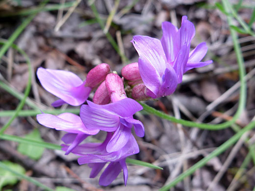 Hall's Milkvetch