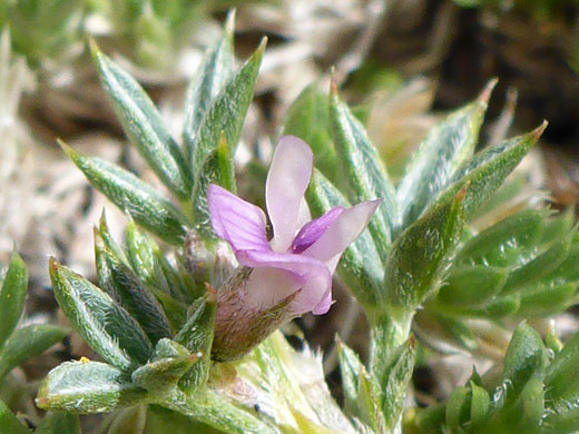 Spiny Milkvetch; Astragalus kentrophyta (spiny milkvetch), Glacier Trail, Great Basin National Park, Nevada