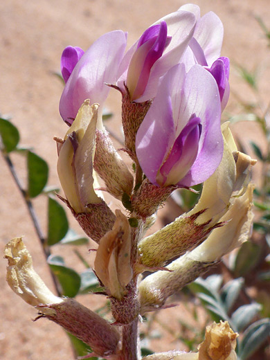 Widow's Milkvetch; Flowers and buds of astragalus layneae, near Magnesite Wash in Valley of Fire State Park, Nevada