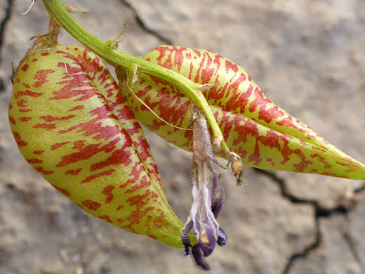 Two seed pods