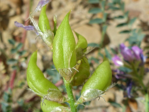 Developing fruits