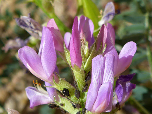 Pink and purple flowers