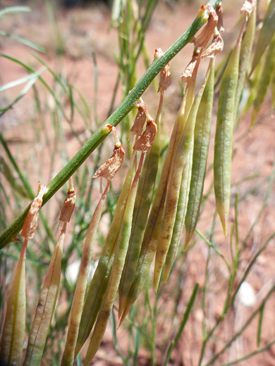 Seed pods