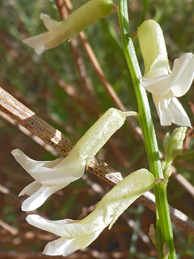 Hairy calyces