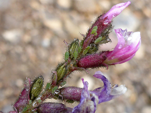 Minthorn's Milkvetch; Flower cluster, with aphids - astragalus minthorniae at Mountain Springs Peak, Red Rock Canyon National Conservation Area, Nevada