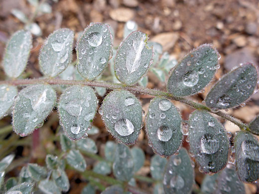 Minthorn's Milkvetch