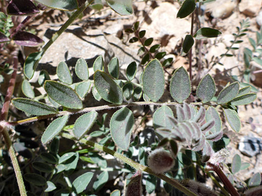 Grey-green leaves