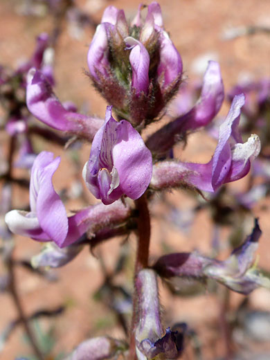 White-purple flowers