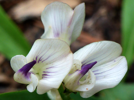 White and purple flowers