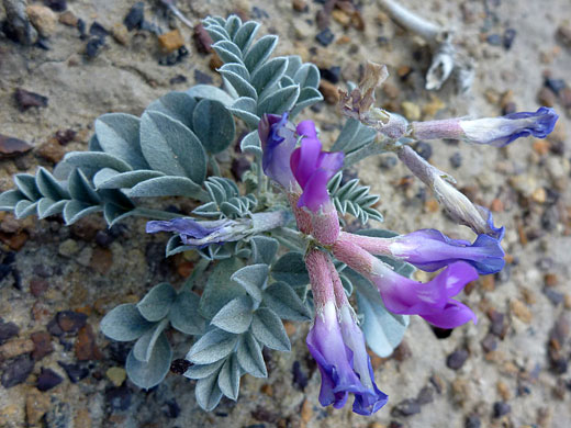 Missouri Milkvetch