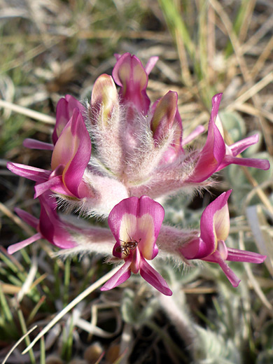 Pinkish calyces
