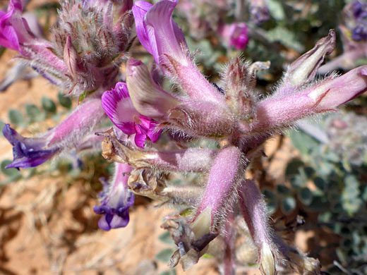 Hairy calyces