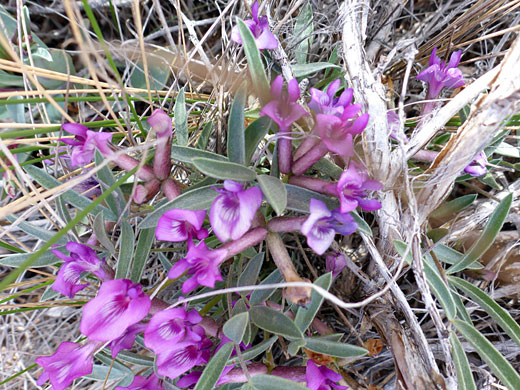 Flowers and leaves