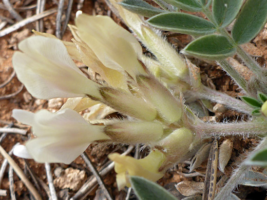 Newberry's Milk-Vetch; Hairy calyces - astragalus newberryi near Boundary Road in Grand Canyon National Park, Arizona