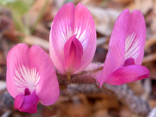 Three pink flowers