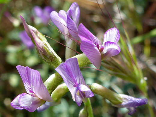 Sheep Milkvetch; Purple-white petals of astragalus nothoxys, Sabino Canyon, Arizona
