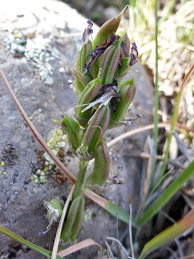 Green seed pods