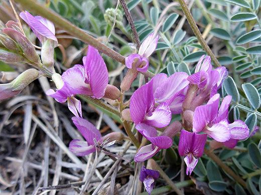 Flower clusters