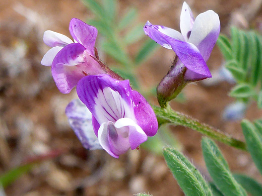 Small-Flowered Milkvetch; White and pink flowers; astragalus nuttallianus, Salt Trail, Little Colorado River, Arizona