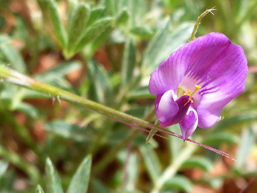 One pink flower