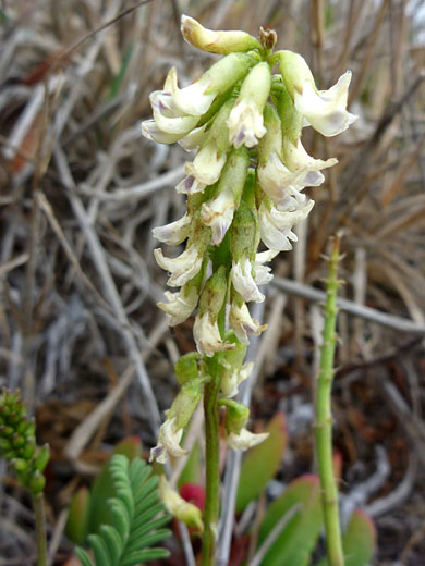 Nuttall's Milkvetch