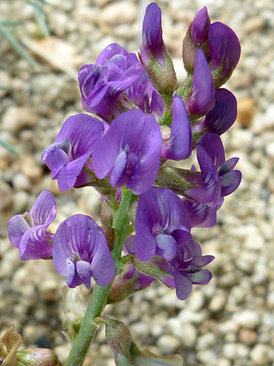 Palmer's Milkvetch; Elongated flower cluster of astragalus palmeri, along the Panorama Trail, Joshua Tree National Park, California