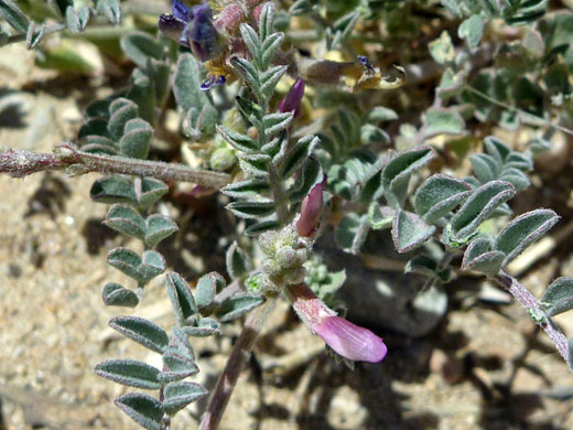 Leaves and stems