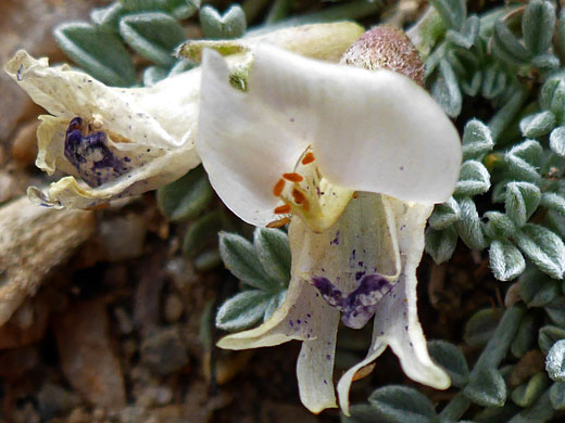 Broad-keeled Milkvetch; Astragalus platytropis (broad-keeled milkvetch), Glacier Trail, Great Basin National Park, Nevada