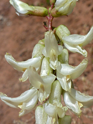 Pendent flowers
