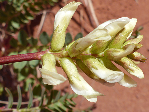Stinking Milkvetch; Astragalus praelongus, Kodachrome Basin State Park, Utah