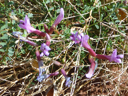 Preuss' Milkvetch; Flowers of astragalus preussii, colored diferent shades of purple; Red Lake Canyon, Canyonlands National Park, Utah