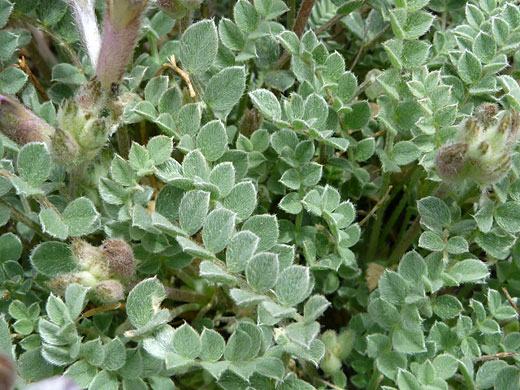 Ashen Milkvetch