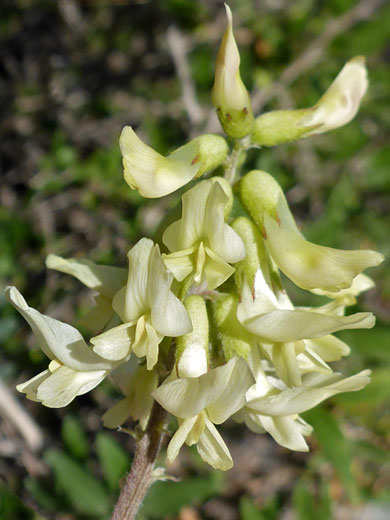 Elongated cluster