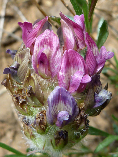 Creeping Milkvetch; Pink-purple flowers of astragalus troglodytus, along the Casner Canyon Trail, Sedona, Arizona