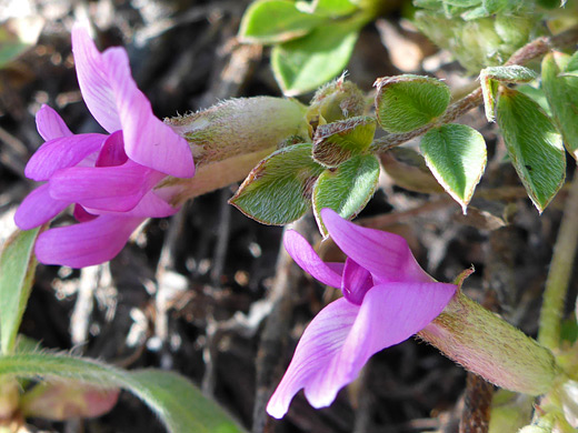 Zion Milkvetch; Three pink flowers; astragalus zionis, Northgate Peaks Trail, Zion National Park, Utah