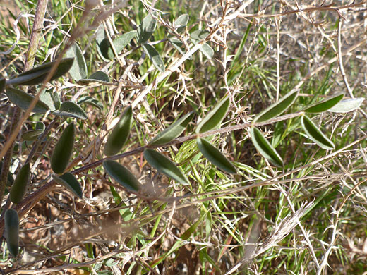 Folded leaflets