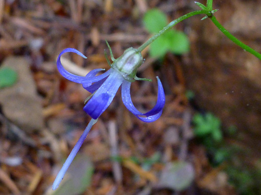 California Harebell; Asyneuma prenanthoides in Humbug Mountain State Park, Oregon