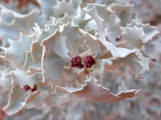 Desert Holly; Atriplex hymenelytra (desert holly), Valley of Fire Wash, Valley of Fire State Park, Nevada