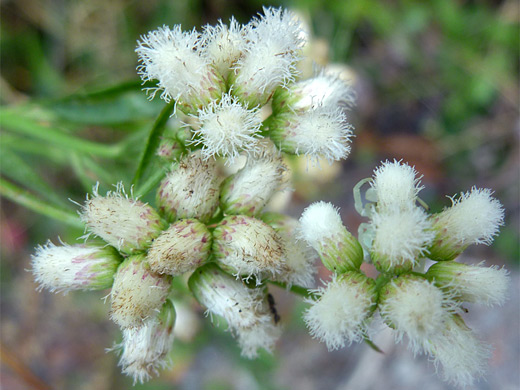 Marsh Baccharis; Fowerheads of baccharis glutinosa, along Shiveley Road, northern California