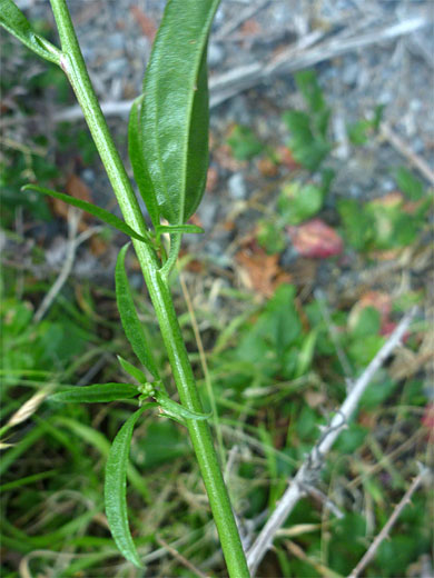 Stem and leaves