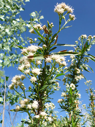 Many flowers