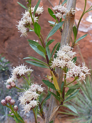 Leaves, stems and flowerheads