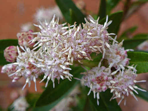 Willow Baccharis
